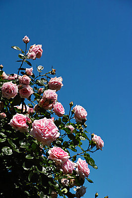 포토 JPG 주간 식물 꽃 분홍색 여러송이 하늘 사람없음 야외 장미 국내포토 자연요소 컬러 다수 파일형식