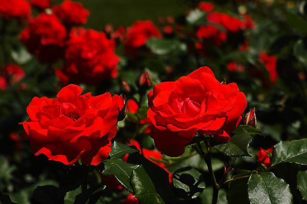 포토 JPG 주간 식물 꽃 여러송이 근접촬영 사람없음 야외 아웃포커스 빨간색 장미 국내포토 자연요소 뷰포인트 컬러 다수 촬영기법 파일형식