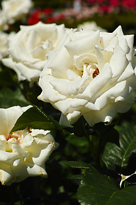 포토 JPG 주간 식물 꽃 여러송이 근접촬영 사람없음 야외 아웃포커스 장미 흰색 국내포토 자연요소 뷰포인트 컬러 다수 촬영기법 파일형식