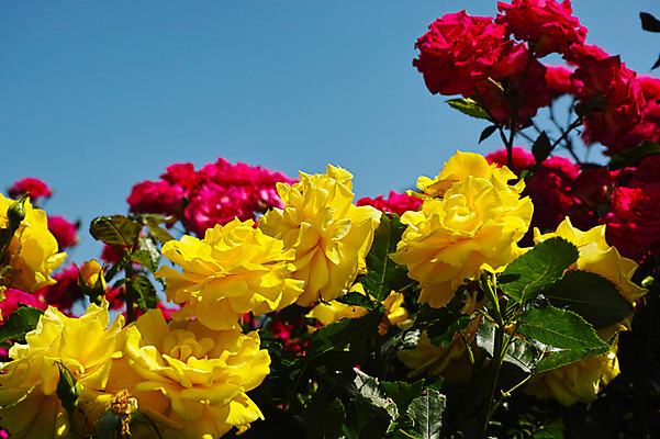 포토 JPG 주간 식물 꽃 여러송이 사람없음 야외 빨간색 장미 노란색 국내포토 자연요소 컬러 다수 파일형식