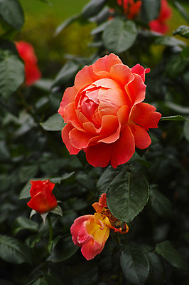 포토 JPG 주간 식물 꽃 여러송이 잎 근접촬영 사람없음 야외 아웃포커스 장미 주황색 국내포토 자연요소 뷰포인트 컬러 다수 촬영기법 파일형식