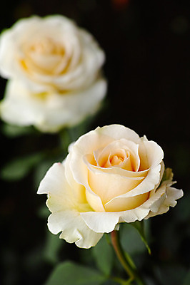 포토 JPG 주간 식물 꽃 근접촬영 사람없음 야외 아웃포커스 장미 흰색 두송이 국내포토 자연요소 뷰포인트 컬러 2 촬영기법 파일형식