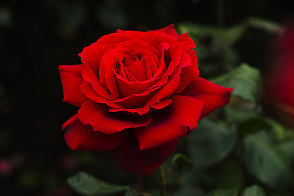 포토 JPG 주간 식물 꽃 한송이 근접촬영 사람없음 야외 아웃포커스 빨간색 장미 국내포토 자연요소 1 뷰포인트 컬러 촬영기법 송이 파일형식