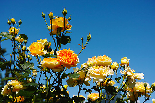 포토 JPG 주간 식물 꽃 여러송이 하늘 사람없음 야외 장미 노란색 국내포토 자연요소 컬러 다수 파일형식