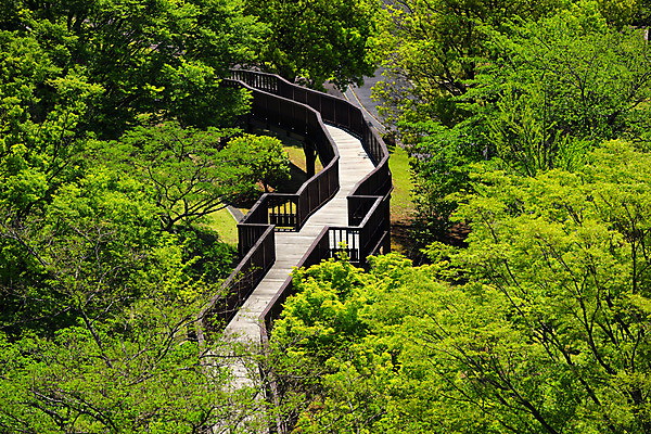 포토 JPG 주간 나무 공원 자연 풍경 사람없음 야외 숲 가교 국내포토 자연요소 식물 건축물 공공시설 생태계 파일형식