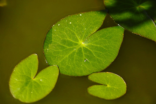 포토 JPG 주간 백그라운드 자연 근접촬영 사람없음 야외 연못 연잎 국내포토 자연요소 뷰포인트 잎 생태계 파일형식