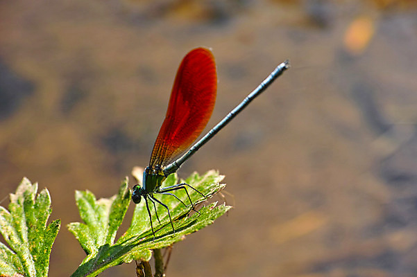 포토 JPG 주간 한마리 잎 자연 근접촬영 사람없음 야외 아웃포커스 연못 잠자리 국내포토 자연요소 식물 1 뷰포인트 곤충 촬영기법 생태계 파일형식