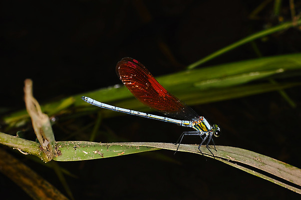 포토 JPG 주간 한마리 자연 근접촬영 사람없음 야외 아웃포커스 풀잎 잠자리 국내포토 자연요소 1 뷰포인트 곤충 잎 촬영기법 풀_식물 생태계 파일형식