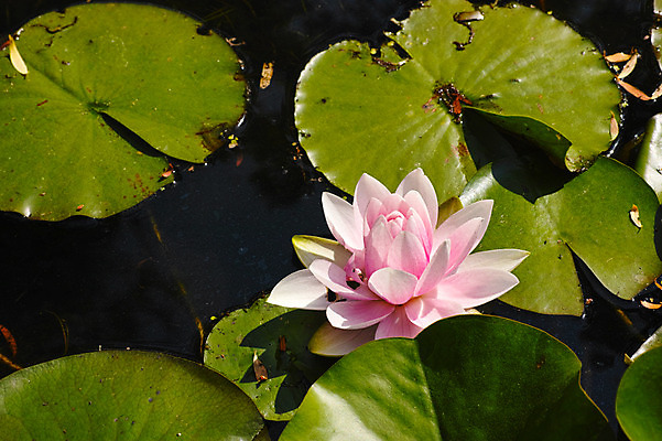 포토 JPG 주간 식물 분홍색 한송이 자연 연꽃 사람없음 야외 연못 연잎 국내포토 자연요소 1 꽃 컬러 잎 생태계 송이 파일형식