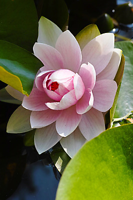 포토 JPG 주간 식물 분홍색 한송이 자연 연꽃 근접촬영 사람없음 야외 아웃포커스 연못 연잎 국내포토 자연요소 1 꽃 뷰포인트 컬러 잎 촬영기법 생태계 송이 파일형식