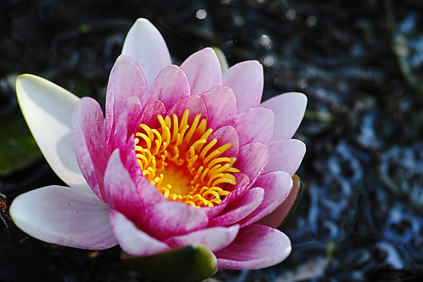 포토 JPG 주간 식물 분홍색 한송이 자연 연꽃 근접촬영 사람없음 야외 아웃포커스 연못 연잎 국내포토 자연요소 1 꽃 뷰포인트 컬러 잎 촬영기법 생태계 송이 파일형식