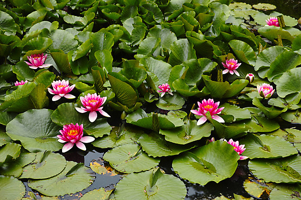 포토 JPG 주간 식물 분홍색 여러송이 자연 연꽃 사람없음 야외 연못 연잎 국내포토 자연요소 꽃 컬러 다수 잎 생태계 파일형식