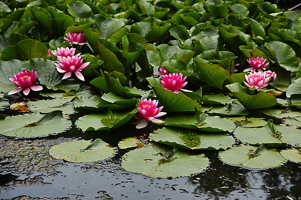 포토 JPG 주간 식물 분홍색 여러송이 자연 연꽃 사람없음 야외 연못 연잎 국내포토 자연요소 꽃 컬러 다수 잎 생태계 파일형식