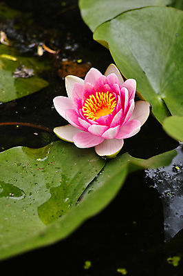 포토 JPG 주간 식물 분홍색 한송이 자연 연꽃 사람없음 야외 아웃포커스 연못 연잎 국내포토 자연요소 1 꽃 컬러 잎 촬영기법 생태계 송이 파일형식