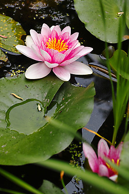 포토 JPG 주간 식물 분홍색 자연 연꽃 사람없음 야외 아웃포커스 연못 풀잎 두송이 연잎 국내포토 자연요소 꽃 컬러 잎 2 촬영기법 풀_식물 생태계 파일형식