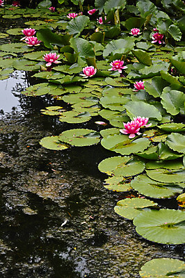 포토 JPG 주간 식물 여러송이 자연 연꽃 사람없음 야외 연못 연잎 국내포토 자연요소 꽃 다수 잎 생태계 파일형식