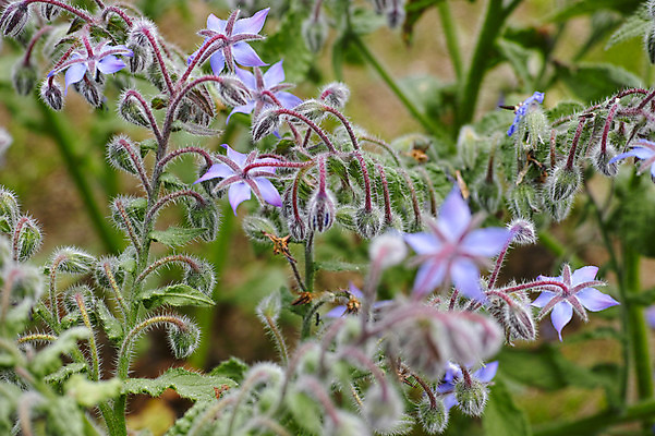 포토 JPG 주간 식물 꽃 여러송이 근접촬영 사람없음 야외 아웃포커스 솜털 국내포토 자연요소 뷰포인트 다수 촬영기법 파일형식