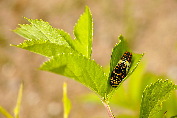 포토 JPG 주간 한마리 잎 자연 근접촬영 사람없음 야외 아웃포커스 송충이 국내포토 자연요소 식물 1 뷰포인트 촬영기법 생태계 파일형식