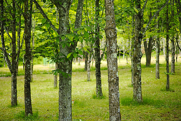 포토 JPG 주간 나무 공원 자연 풍경 사람없음 야외 아웃포커스 숲 국내포토 자연요소 식물 공공시설 촬영기법 생태계 파일형식