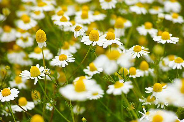 포토 JPG 주간 식물 꽃 여러송이 꽃밭 사람없음 야외 아웃포커스 흰색 마거리트 국내포토 자연요소 컬러 다수 촬영기법 파일형식
