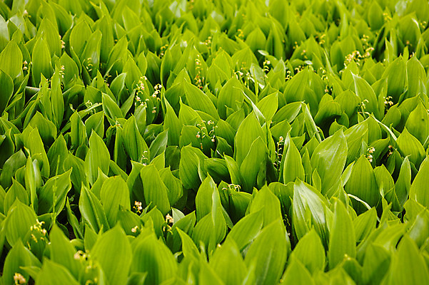 포토 JPG 주간 식물 꽃 백그라운드 잎 사람없음 야외 초록색 국내포토 자연요소 컬러 파일형식