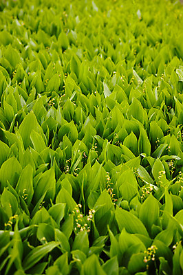 포토 JPG 주간 식물 꽃 백그라운드 잎 사람없음 야외 아웃포커스 초록색 국내포토 자연요소 컬러 촬영기법 파일형식