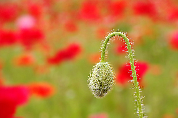 포토 JPG 주간 식물 꽃 근접촬영 사람없음 야외 아웃포커스 양귀비 솜털 국내포토 자연요소 뷰포인트 촬영기법 파일형식