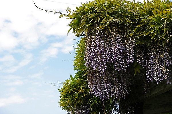 포토 JPG 주간 구름 꽃 잎 자연 하늘 풍경 사람없음 야외 덩굴 국내포토 자연요소 식물 생태계 파일형식