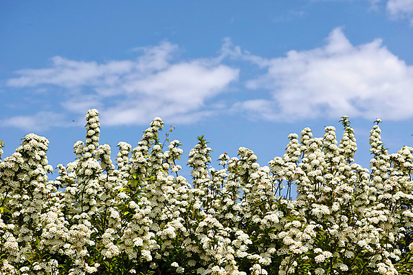 포토 JPG 주간 구름 꽃 여러송이 자연 하늘 풍경 사람없음 야외 국내포토 자연요소 식물 다수 생태계 파일형식