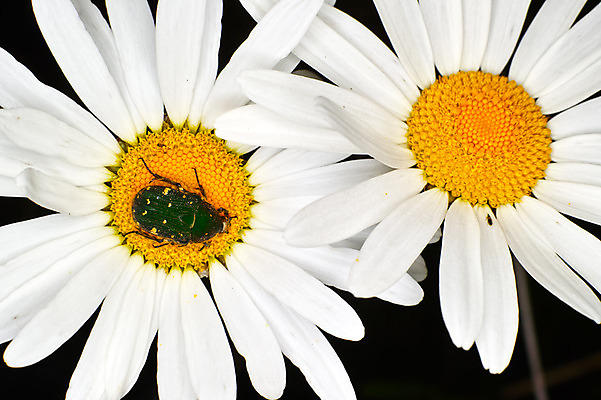 포토 JPG 주간 한마리 꽃 곤충 자연 근접촬영 사람없음 야외 흰색 두송이 마거리트 국내포토 자연요소 식물 동물 1 뷰포인트 컬러 2 생태계 파일형식