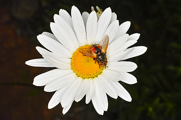 포토 JPG 주간 한마리 꽃 곤충 한송이 자연 근접촬영 사람없음 야외 아웃포커스 흰색 마거리트 국내포토 자연요소 식물 동물 1 뷰포인트 컬러 촬영기법 생태계 송이 파일형식