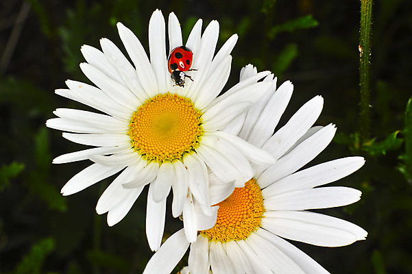 포토 JPG 주간 한마리 꽃 자연 근접촬영 사람없음 야외 아웃포커스 흰색 두송이 무당벌레 마거리트 국내포토 자연요소 식물 1 뷰포인트 컬러 곤충 2 촬영기법 생태계 파일형식