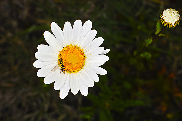 포토 JPG 주간 한마리 꽃 한송이 자연 근접촬영 사람없음 야외 아웃포커스 흰색 꿀벌 마거리트 국내포토 자연요소 식물 1 뷰포인트 컬러 촬영기법 벌_곤충 생태계 송이 파일형식