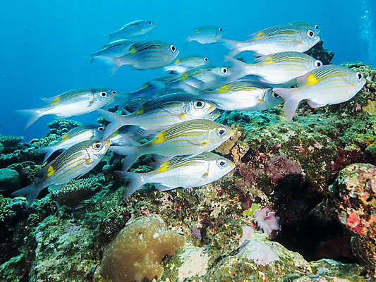 포토 JPG 바다 여러마리 자연 어류 사람없음 바닷속 수중동물 바위 수중사진 국내포토 동물 다수 수중 돌_바위 생태계 파일형식