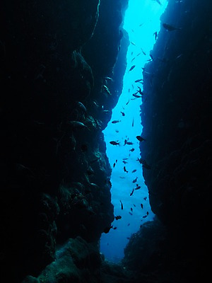 포토 JPG 바다 여러마리 자연 어류 사람없음 바닷속 수중동물 바위 바위틈 수중동굴 수중사진 국내포토 동물 다수 수중 돌_바위 동굴 생태계 파일형식