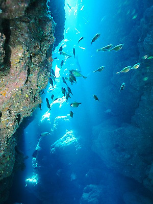 포토 JPG 바다 여러마리 자연 어류 사람없음 빛 바닷속 수중동물 바위 바위틈 수중동굴 수중사진 국내포토 동물 다수 수중 돌_바위 동굴 생태계 파일형식