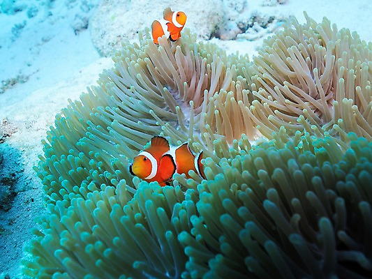 포토 JPG 바다 두마리 자연 어류 사람없음 바닷속 수중동물 산호 열대어 말미잘 트로피컬아트 수중사진 국내포토 동물 2 수중 자포동물 그림 생태계 파일형식