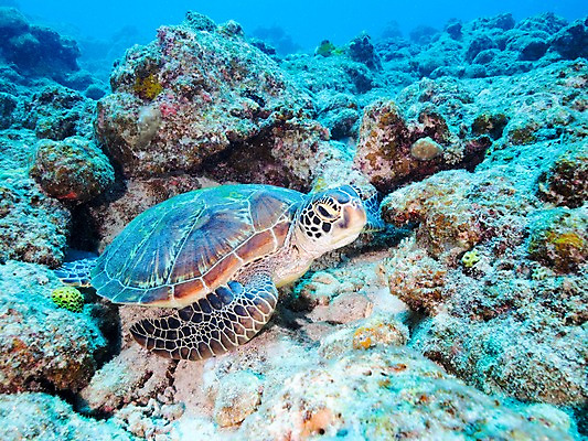 포토 JPG 한마리 바다 자연 어류 사람없음 바닷속 수중동물 바위 거북이 수중사진 국내포토 동물 1 파충류 수중 돌_바위 생태계 파일형식