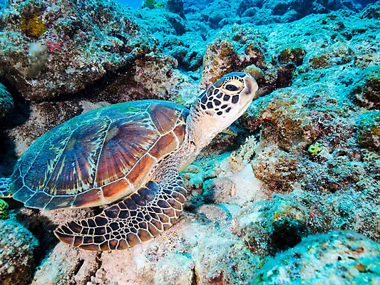 포토 JPG 한마리 바다 자연 어류 사람없음 바닷속 수중동물 바위 거북이 수중사진 국내포토 동물 1 파충류 수중 돌_바위 생태계 파일형식