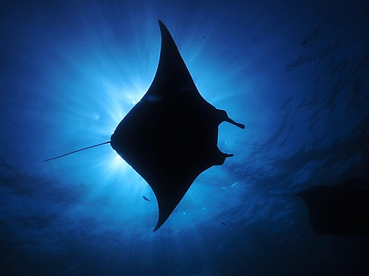 포토 JPG 한마리 실루엣 바다 자연 어류 사람없음 빛 바닷속 수중동물 가오리 수중사진 국내포토 동물 1 촬영기법 수중 생태계 파일형식