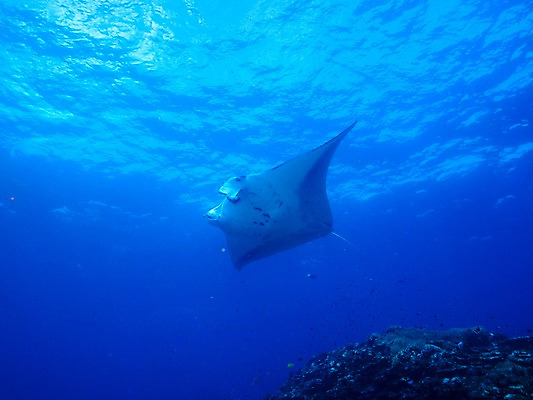 포토 JPG 한마리 바다 자연 어류 사람없음 바닷속 수중동물 바위 가오리 수중사진 국내포토 동물 1 수중 돌_바위 생태계 파일형식