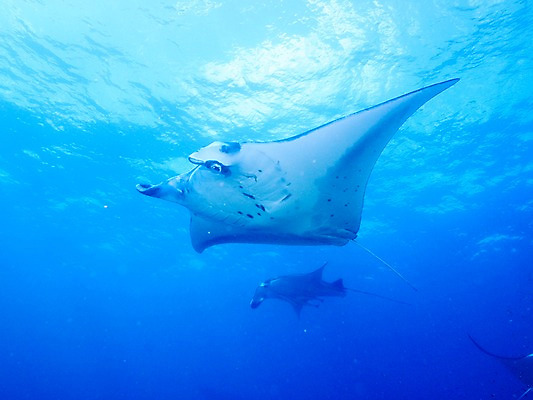 포토 JPG 바다 두마리 자연 어류 사람없음 바닷속 수중동물 가오리 수중사진 국내포토 동물 2 수중 생태계 파일형식