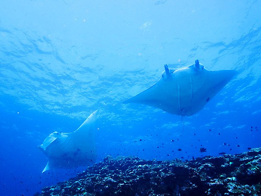 포토 JPG 바다 여러마리 자연 어류 사람없음 바닷속 수중동물 가오리 수중사진 국내포토 동물 다수 수중 생태계 파일형식