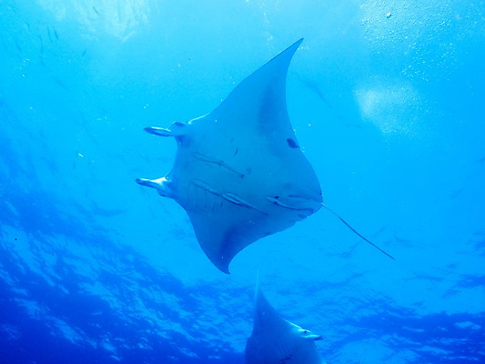 포토 JPG 바다 여러마리 자연 어류 사람없음 바닷속 수중동물 가오리 수중사진 국내포토 동물 다수 수중 생태계 파일형식