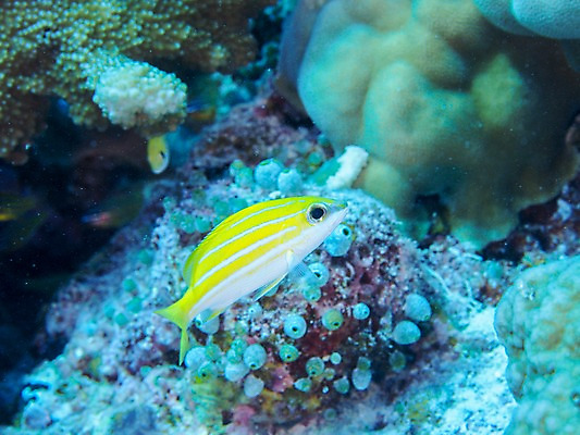 포토 JPG 한마리 바다 자연 어류 사람없음 바닷속 수중동물 산호 열대어 물고기알 트로피컬아트 수중사진 국내포토 동물 1 알 수중 자포동물 그림 생태계 파일형식