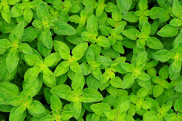 포토 JPG 주간 식물 백그라운드 잎 자연 근접촬영 사람없음 야외 초록색 국내포토 자연요소 뷰포인트 컬러 생태계 파일형식