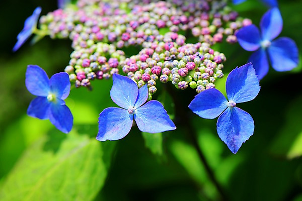 포토 JPG 주간 식물 꽃 근접촬영 사람없음 야외 아웃포커스 파란색 수국 국내포토 자연요소 뷰포인트 컬러 촬영기법 파일형식