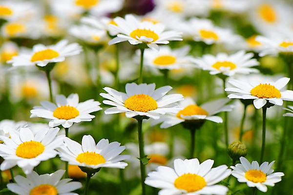 포토 JPG 주간 식물 꽃 여러송이 꽃밭 근접촬영 사람없음 야외 아웃포커스 흰색 마거리트 국내포토 자연요소 뷰포인트 컬러 다수 촬영기법 파일형식