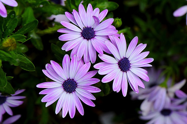 포토 JPG 주간 식물 꽃 근접촬영 사람없음 야외 아웃포커스 보라색 세송이 국내포토 자연요소 뷰포인트 컬러 촬영기법 3 파일형식