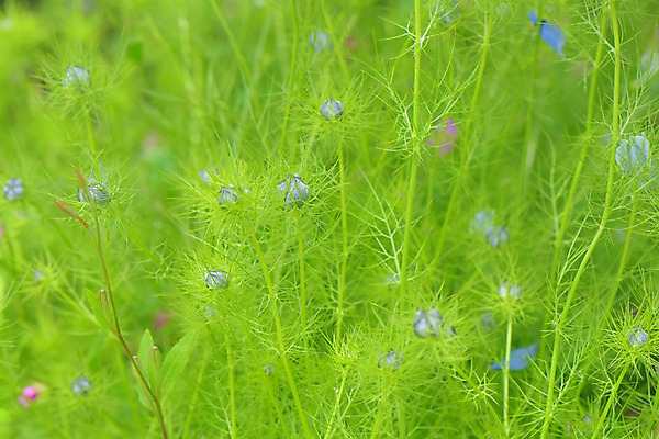 포토 JPG 주간 식물 꽃 근접촬영 사람없음 야외 아웃포커스 초록색 국내포토 자연요소 뷰포인트 컬러 촬영기법 파일형식